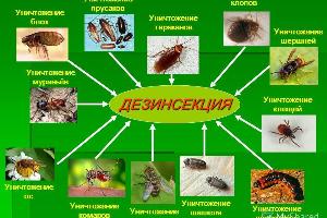 Продажа средства от тараканов клопов муравьев грызунов Город Нижнеудинск